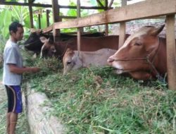 Saudagar Sapi di Lombok Timur Gunakan Trik Nakut-nakuti, Peternak Terjebak Jual Murah