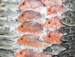 Waspada! Ikan Laut Asal Sekotong Diduga Mengandung Merkuri, Warga Diminta Hati-Hati