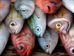 Waspada! Ikan Laut Mengandung Merkuri di Sekotong, Ancaman Serius Kesehatan Masyarakat