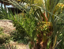 Kurma Jadi Primadona di Lombok Utara, Dusun Jugil Kini Diserbu Wisatawan dan Investor Mancanegara!