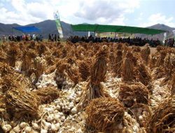 NTB Siap Kuasai Pasar Nasional, 450 Ton Bibit Bawang Putih Siap Didistribusikan ke Berbagai Provinsi