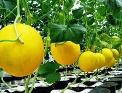 Budidaya Melon di Lombok Tengah Hasilkan Omzet Puluhan Juta, Petani Raup Untung Besar di Tengah Musim Kemarau