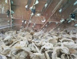 Sarang Walet Bisnis yang Masih Menjanjikan Meski Pasar Fluktuatif, Omzet Belasan Juta Rupiah dari Lombok Tengah.