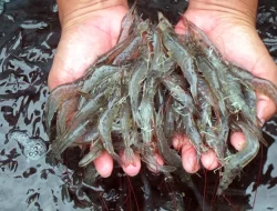 PAD KLU Terpuruk Akibat Hilangnya Retribusi Tambak Udang!