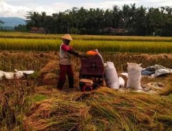 Kemarau Berkepanjangan Naikkan Harga Beras di Lombok Tengah, Pemda Gelar Pasar Murah untuk Stabilkan Pasokan