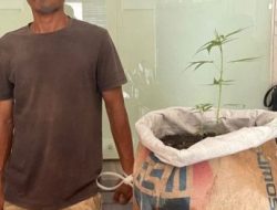 Buruh Bangunan di Mataram Ditangkap, Kedapatan Menanam Ganja di Rumahnya!