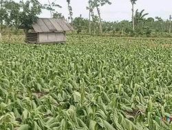 KSPN NTB Ancam “Chaos” dengan Tutup Paksa Gudang Tembakau Lombok, Petani Swadaya Bangkit Lawan Mafia!