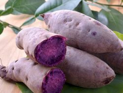 Manfaat Ubi Jalar Sumber Pangan Kaya Nutrisi