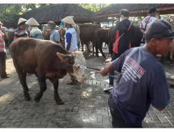 Hati-Hati, Trik Saudagar Nakal! Sapi di Lombok Timur Diduga Terinfeksi PMK Padahal Hanya Penyakit Ringan.