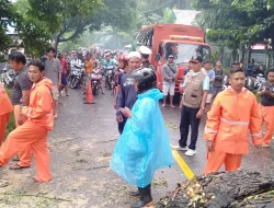 10 Titik Pohon Tumbang Akibat Cuaca Ekstrem di Lombok Utara,Ancaman Baru bagi Warga