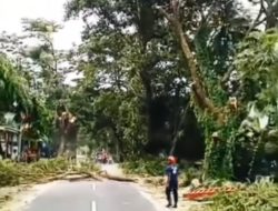 Jalan Pemenang-Mataram Lebih Aman! Pohon Rawan Tumbang Ditertibkan Demi Keselamatan Warga