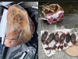 GEGER! Kantor Tempo Diteror Paket Misterius, Puan Maharani & TNI Bergeming, Pelaku Harus Dihajar!