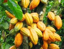 Peremajaan Kakao 1.000 Hektare, Lombok Utara Siapkan Generasi Baru Petani Produktif