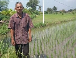 Dari Sawah ke Kesadaran: Muhamad Sukri Menggerakkan Revolusi Organik Lombok Utara‎
