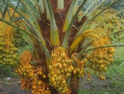 Dari Lombok Utara ke Panggung Dunia, Kurma Kumari Dibawa Bupati KLU Menjemput APBN