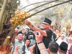 Kurma Lokal NTB Berpeluang Masuk Konsumsi Jamaah Haji