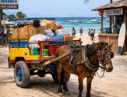 Cidomo Barang, Tradisi Angkut Logistik yang Tetap Hidup di Gili Trawangan
