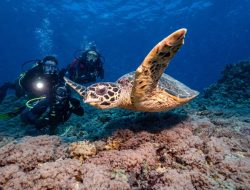 Bukan Sekadar Indah, Ini Alasan Gili Air Diakui Penyelam Dunia sebagai Spot Selam Terbaik