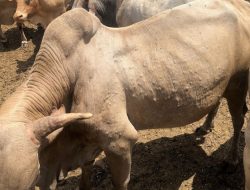 KLU Fokus Edukasi Peternak Cegah Penyakit Bintil Kulit