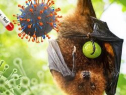 Kewaspadaan Dini Virus Nipah, Dikes KLU Perketat Edukasi hingga Puskesmas