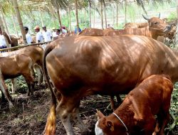 NTB Perkuat Posisi sebagai Lumbung Sapi Nasional, Peternakan Jadi Pilar Ekonomi Daerah