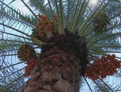 Dari Konsumen ke Produsen, KLU Canangkan Revolusi Kurma Tropis Nasional