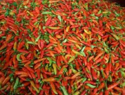 Harga Cabai Melejit di KLU, Warga Diminta Bijak Belanja